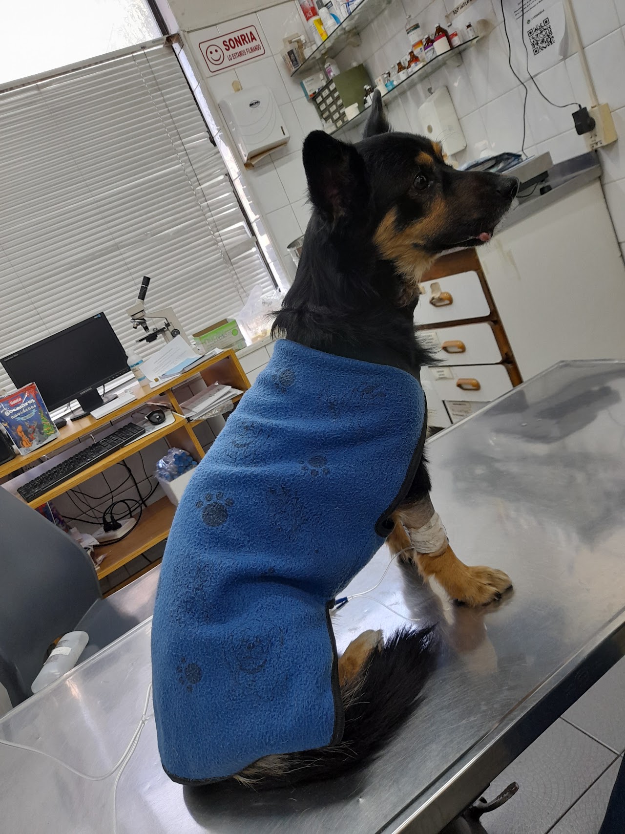 Paciente atendido en Clínica Veterinaria Del Sur
