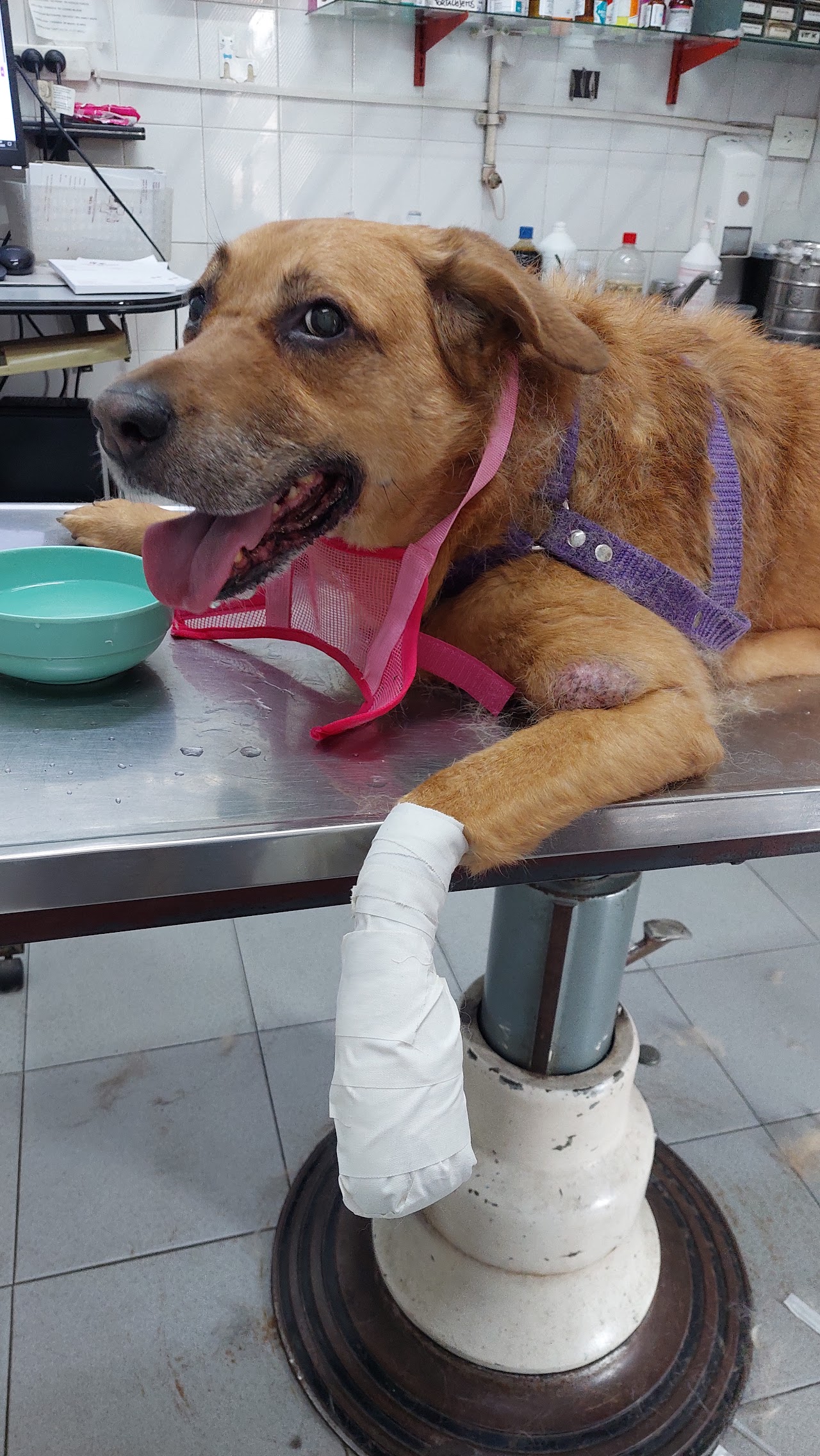 Atención veterinaria en Clínica Del Sur