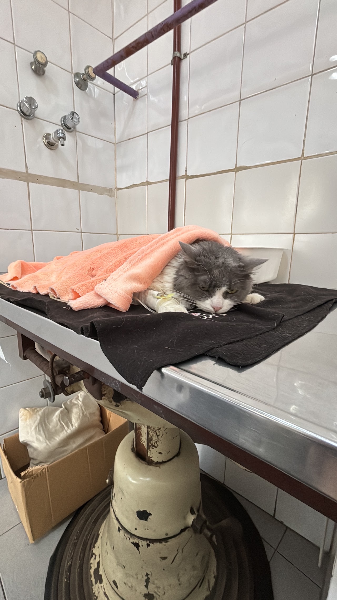Mascota internada en la clínica